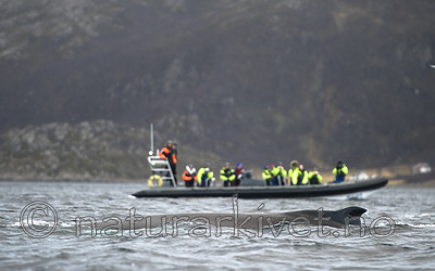 BB 15 0594 / Megaptera novaeangliae / Knølhval